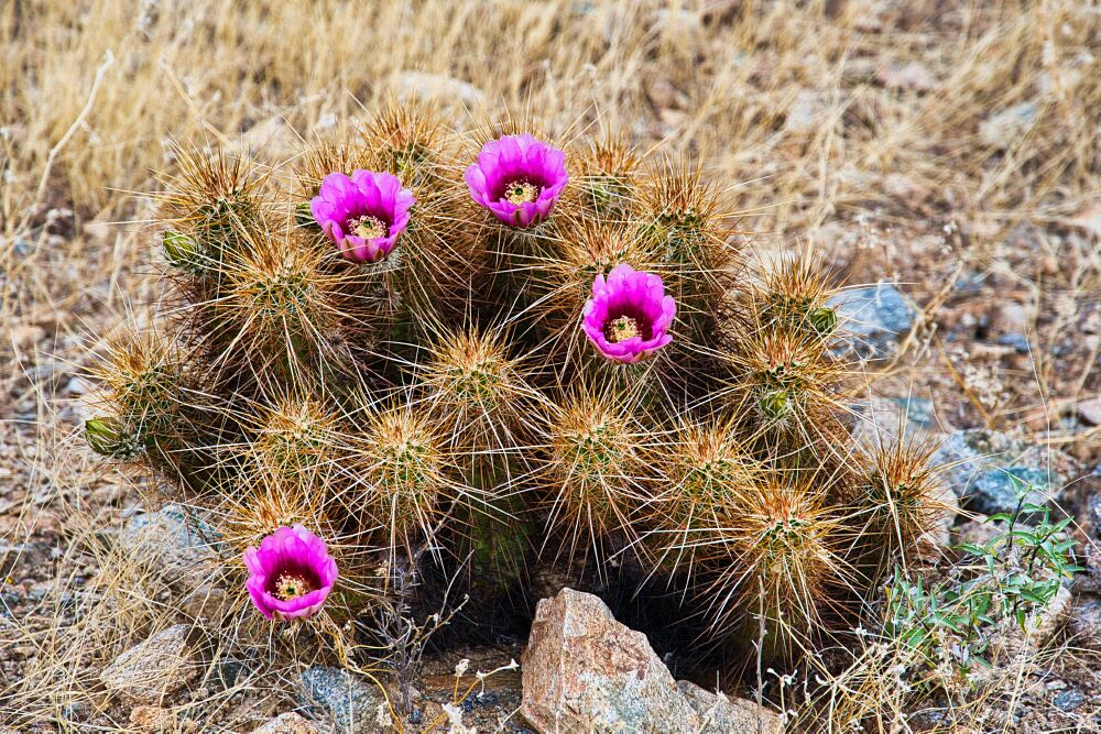 Cactus Blooming